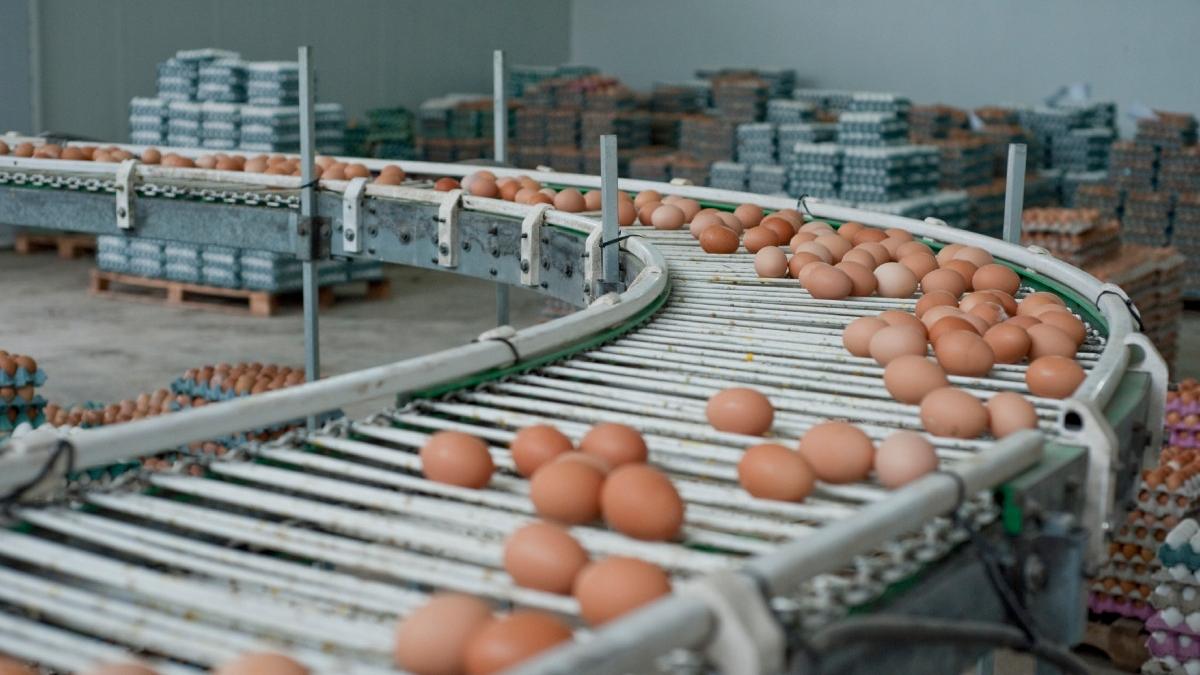 Alertă alimentară: 1,5 milioane de ouă cu Salmonella, la o fermă din Galați, înainte de Paște