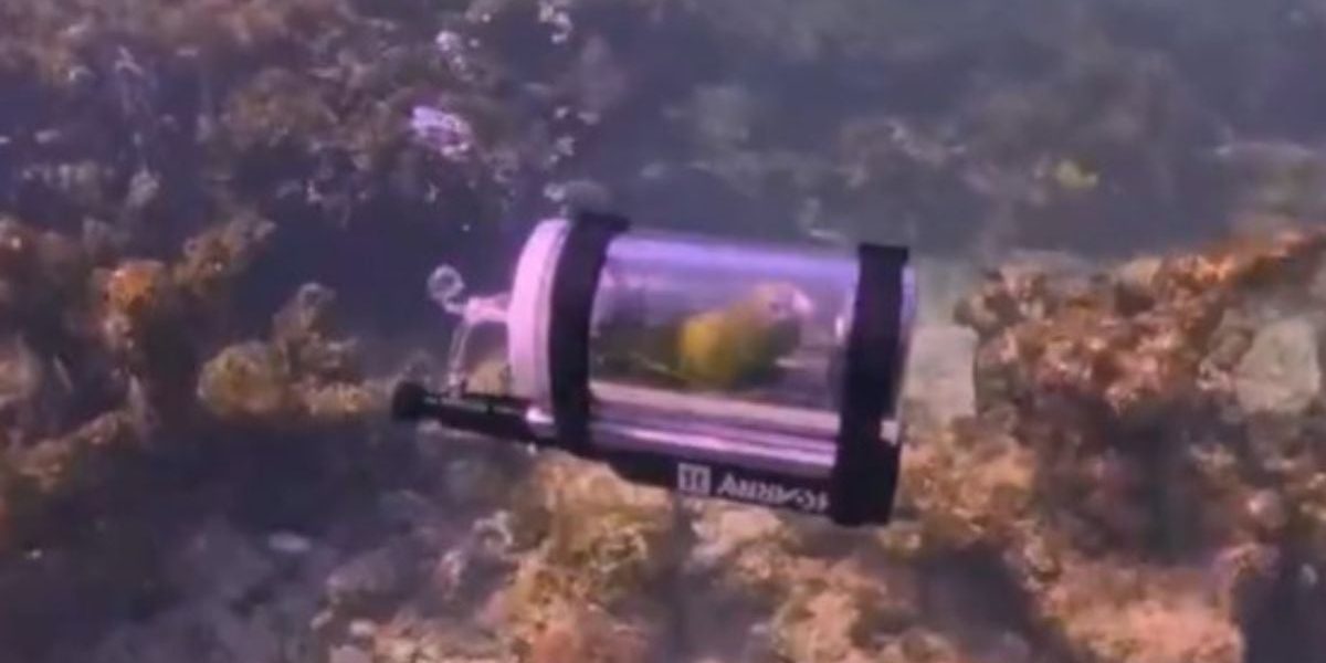 Papagalul, scufundat în Atlantic într-un submarin: „Mai bine decât colivia!”