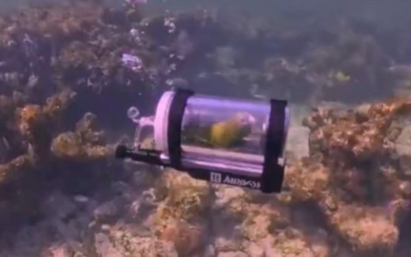 Papagalul, scufundat în Atlantic într-un submarin: „Mai bine decât colivia!”
