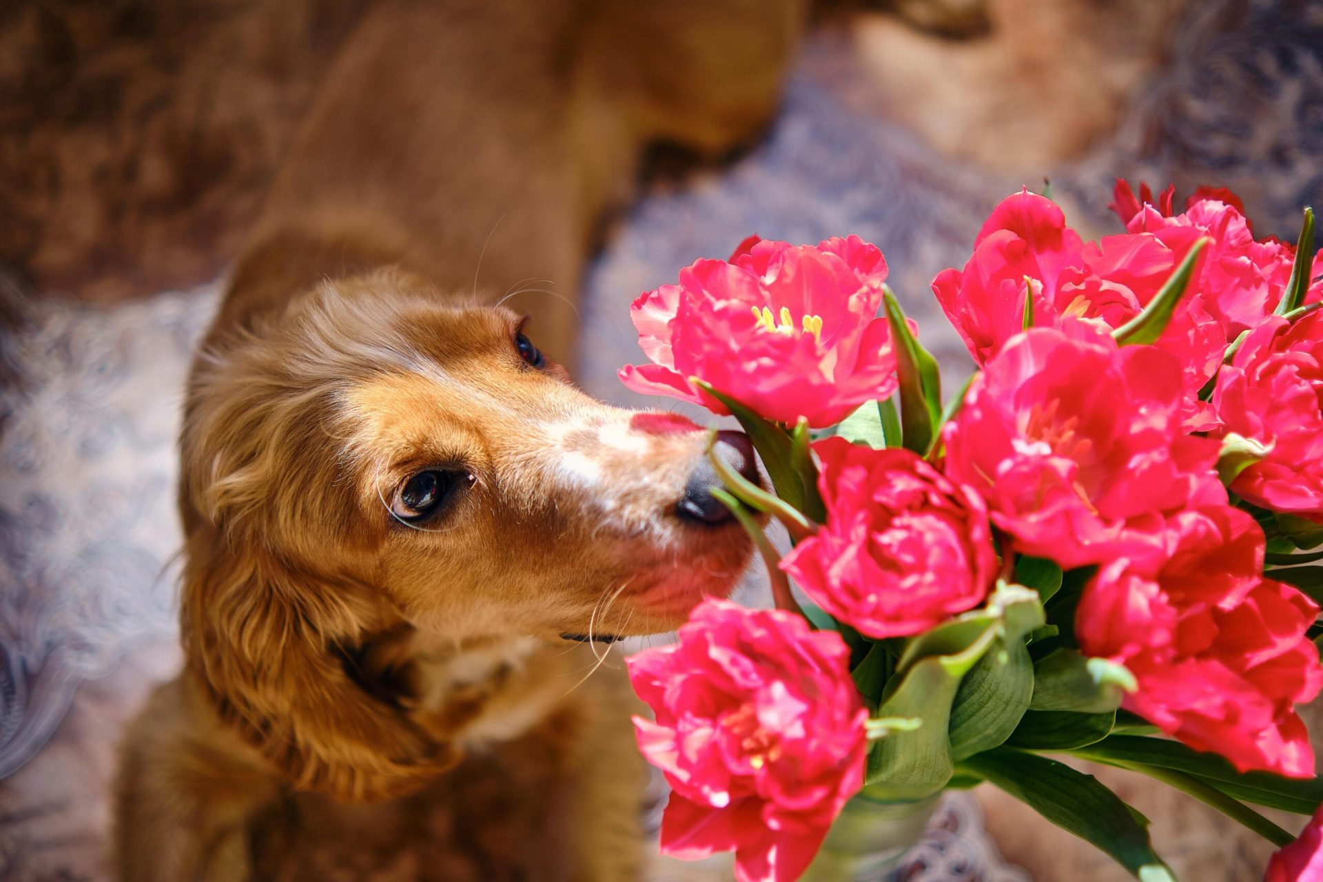 Flori de Florii sigure pentru cei cu animale de companie