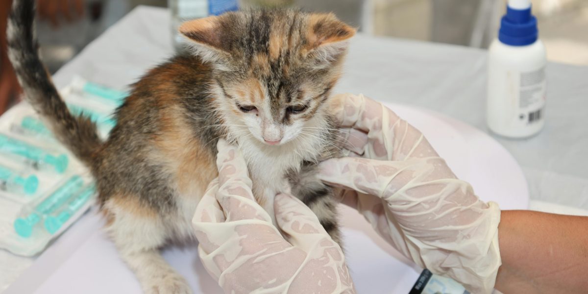 Agenția Europeană dă undă verde primului vaccin veterinar ARN din UE