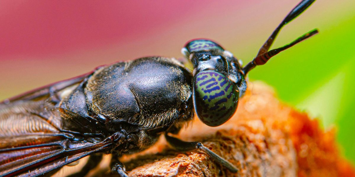 UE finanțează un hub european: Muștele negre, pe cale să cucerească industria