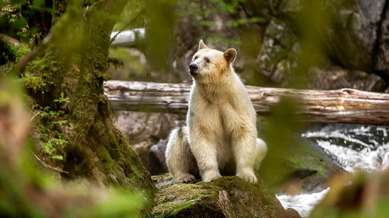 Baiet al ediției din Canada, spirit bear, se află pe cale de dispariție Un animal emblematic, spirit bear, sau Ursul Kermode, din pădurea tropicală a British Columbia, se află pe marginea extincției