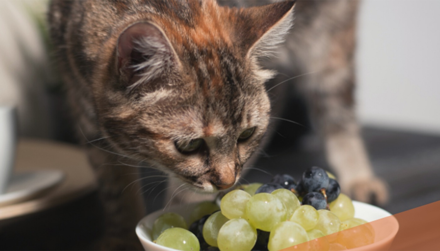 Alimentele interne pot fi periculoase pentru pisici, chiar și în cantități mici Mulți proprietari de pisici cred că le fac un bine atunci când oferă o porție din mâncarea lor, însă anumite alimente consumate de oameni pot avea consecințe grave pentru feline