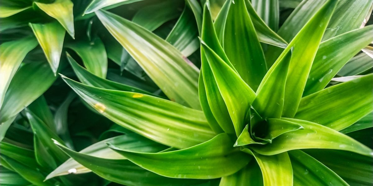 Cea mai simplă soluție! Cum îți salvezi plantele de apartament