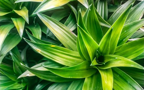 Cea mai simplă soluție! Cum îți salvezi plantele de apartament