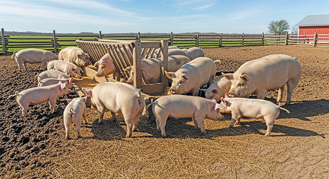 Porcii din județul Bistrița-Năsăud, crescuți în gospodării private, reprezintă un fenomen de largă răspândire În județul Bistrița-Năsăud, cu o populație de peste 320.000 de locuitori, nu există ferme de porci în sensul clasic