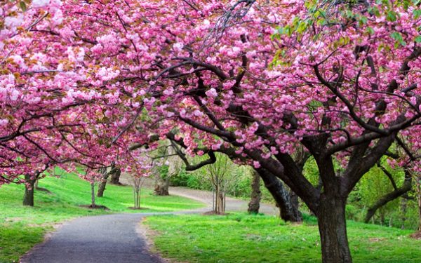 Vreme blândă în următoarele patru săptămâni: ANM anunță temperaturi peste medie