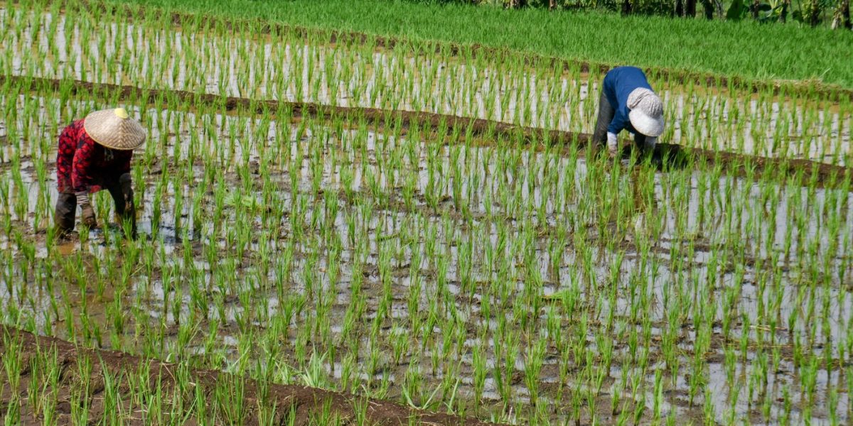 Criza din Iran lovește: Prețul combustibililor amenință recolta de orez din Asia