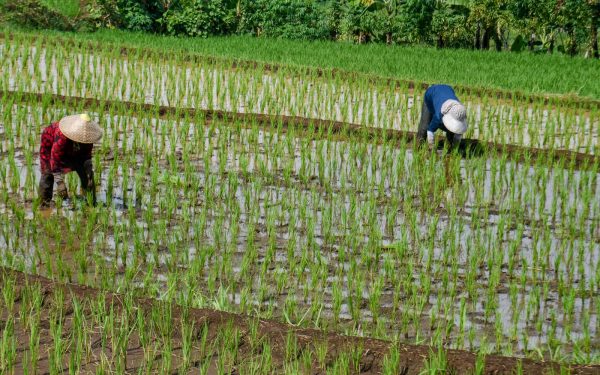 Criza din Iran lovește: Prețul combustibililor amenință recolta de orez din Asia