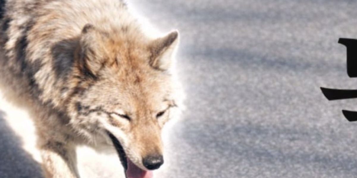 Lupul fugar din Coreea a lansat un meme-coin: Președintele, alarmat