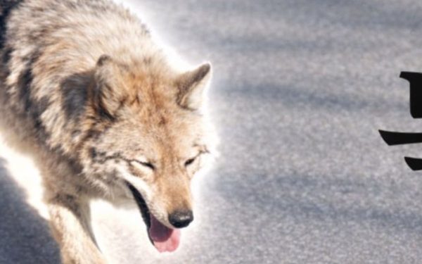 Lupul fugar din Coreea a lansat un meme-coin: Președintele, alarmat