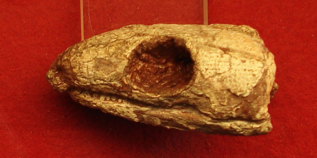 Reptila mumificată de acum 289 de milioane de ani explică respirația umană