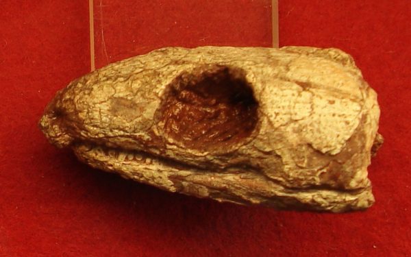 Reptila mumificată de acum 289 de milioane de ani explică respirația umană