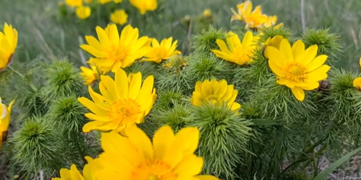 Flori rare, admirate-n România o lună: Arie protejată, un vis posibil