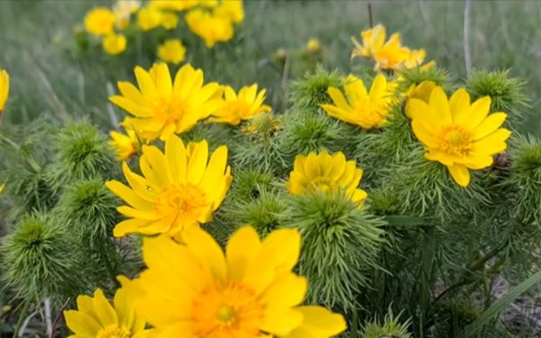 Flori rare, admirate-n România o lună: Arie protejată, un vis posibil