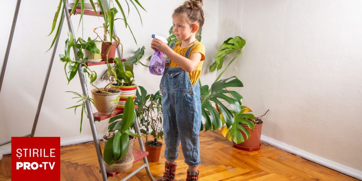 Plantele din casă, pericol ascuns pentru copii: Ce riscuri toxice au