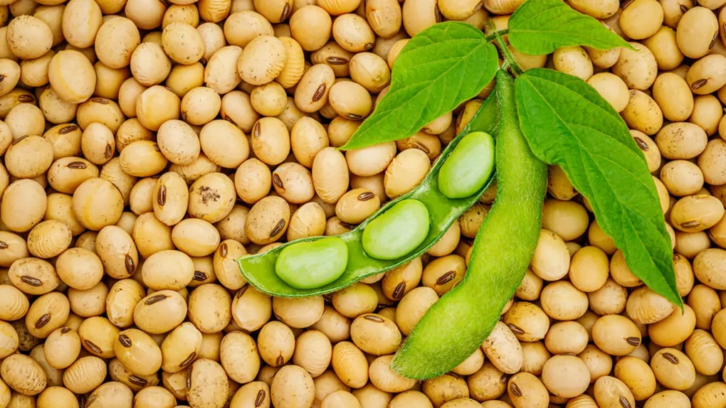 Fermierii din România, din nou la soia: Producția explodează cu peste 60%