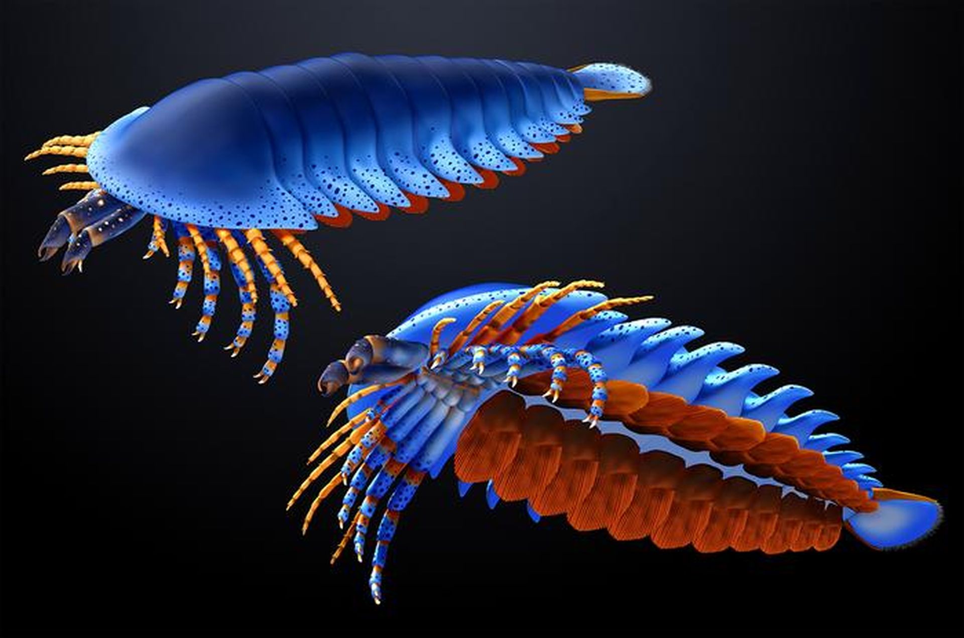 O fosilă de artropod din perioada Cambriană, descoperită în Utah, a dezvăluit o specie preistorică de păianjen cu caracteristici surprinzătoare, schimbând perspectivele asupra evoluției cheliceratelor