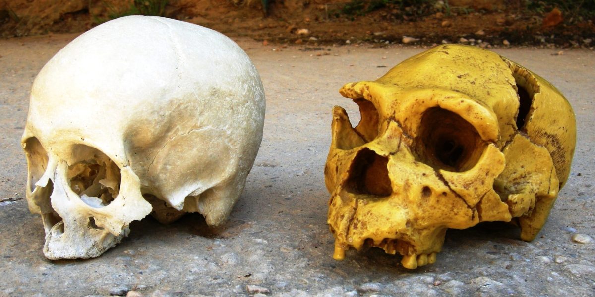 Cum ne influențează NEANDERTHALIENII, chiar și-n 2024? Descoperiri ȘOCANTE