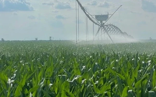 JD Agro Cocora revine pe profit: Fermierii danezi, succes în România!