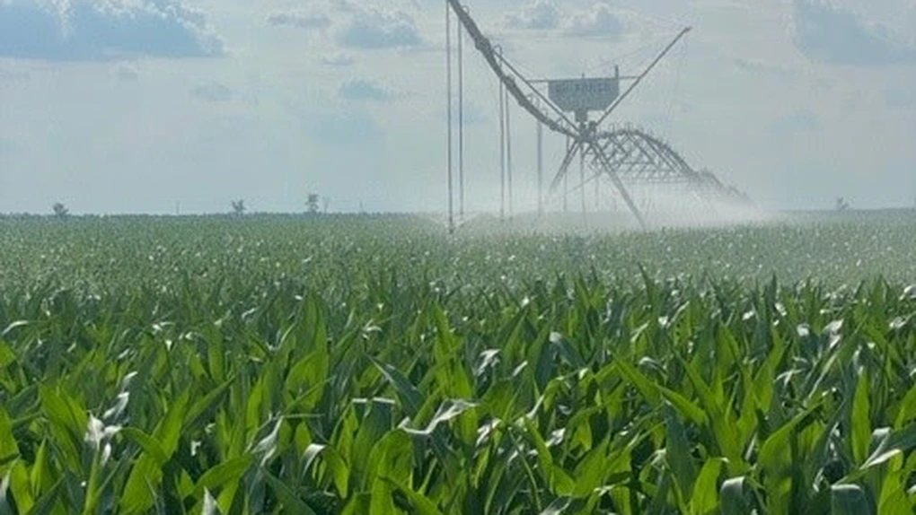 JD Agro Cocora revine pe profit: Fermierii danezi, succes în România!
