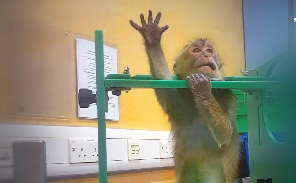 Imagini ȘOC din Laboratoarele EU: Testele pe Animale, Sub Lupă!