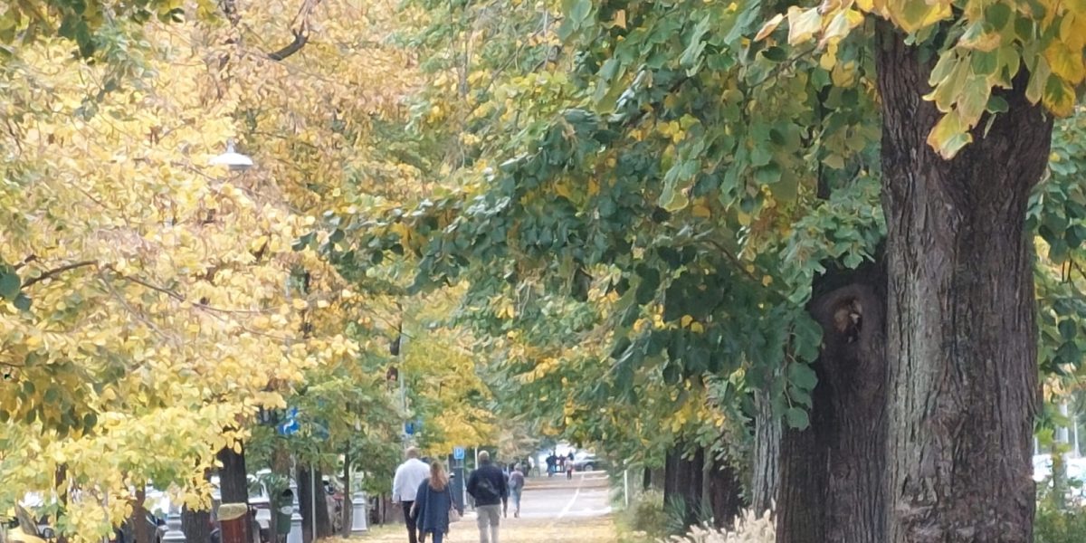 Declic cere: Parcul Donald Trump, rebotezat cu numele Maria Cuțarida-Crătunescu