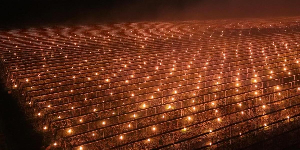 Fermă din Cluj, gest disperat: A dat foc la 40.000 € să salveze cireșii