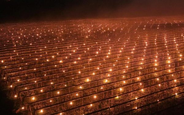 Fermă din Cluj, gest disperat: A dat foc la 40.000 € să salveze cireșii