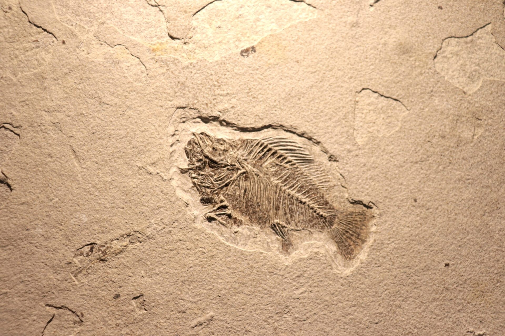 Peste 700 de fosile vechi de 539 de milioane de ani, descoperite în provincia chineză Yunnan, readuc în discuție momentul exact al evoluției vieții complexe pe Pământ