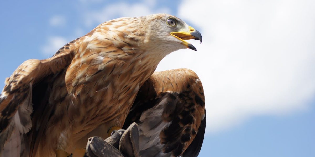 Vulturii aurii, din nou în Anglia după 150 de ani: un vis renăscut