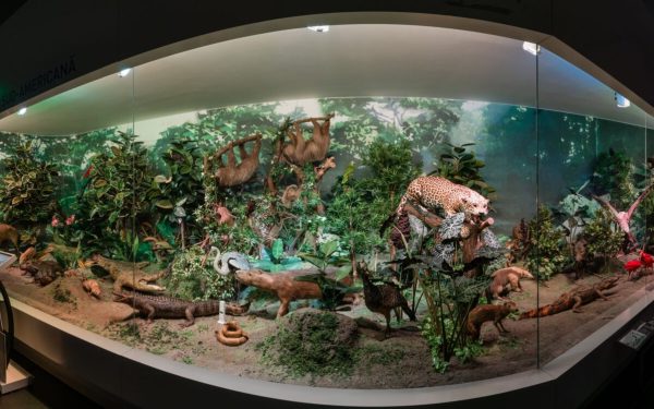 Noaptea Muzeelor: Antipa, gratuit! Expoziția permanentă deschisă publicului