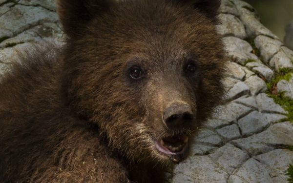 Urs împușcat la Brașov, al doilea atac într-o săptămână. Alertă maximă
