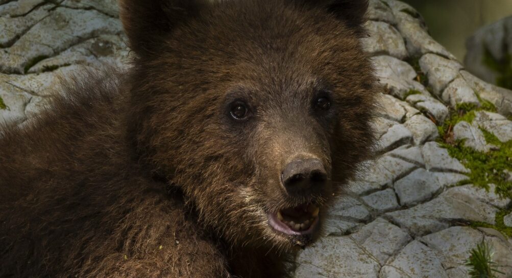 Urs împușcat la Brașov, al doilea atac într-o săptămână. Alertă maximă