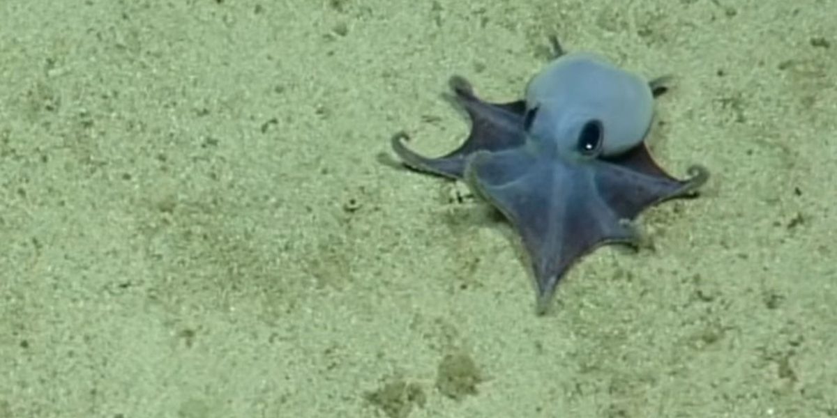 Nouă specie de caracatiță adorabilă, descoperită lângă Galapagos