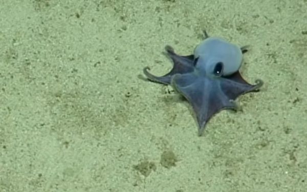 Nouă specie de caracatiță adorabilă, descoperită lângă Galapagos