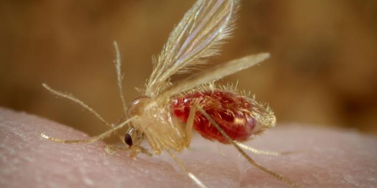 Paraziți reactivați anomalie genetică, după decenii