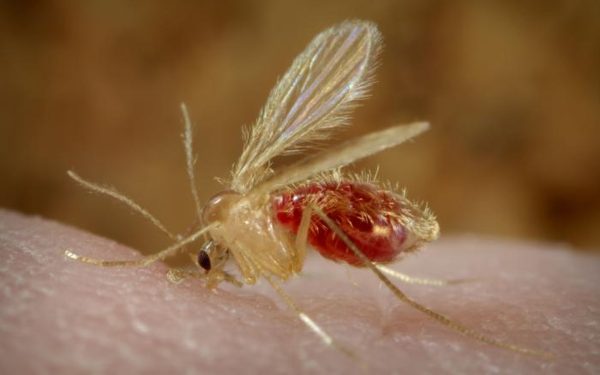 Paraziți reactivați anomalie genetică, după decenii