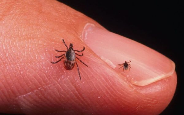 Lyme: Semne de alarmă nerecunoscute, tratament preventiv salvator