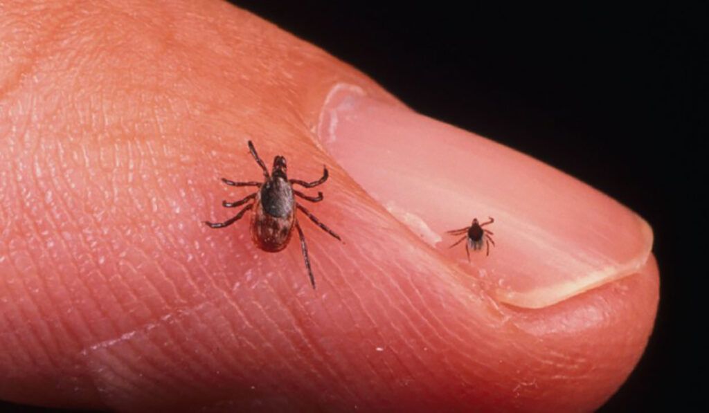 Lyme: Semne de alarmă nerecunoscute, tratament preventiv salvator