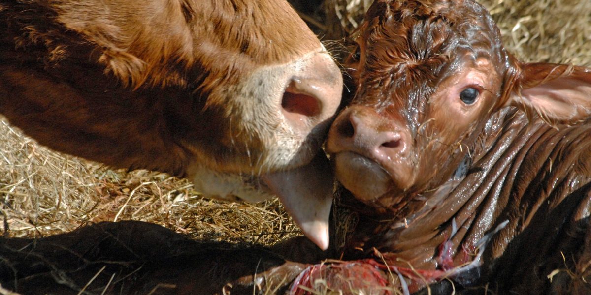 Vaca-minune din Germania: patru viței născuți odată