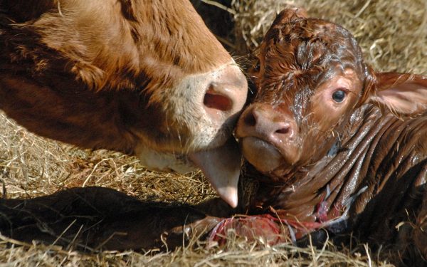 Vaca-minune din Germania: patru viței născuți odată
