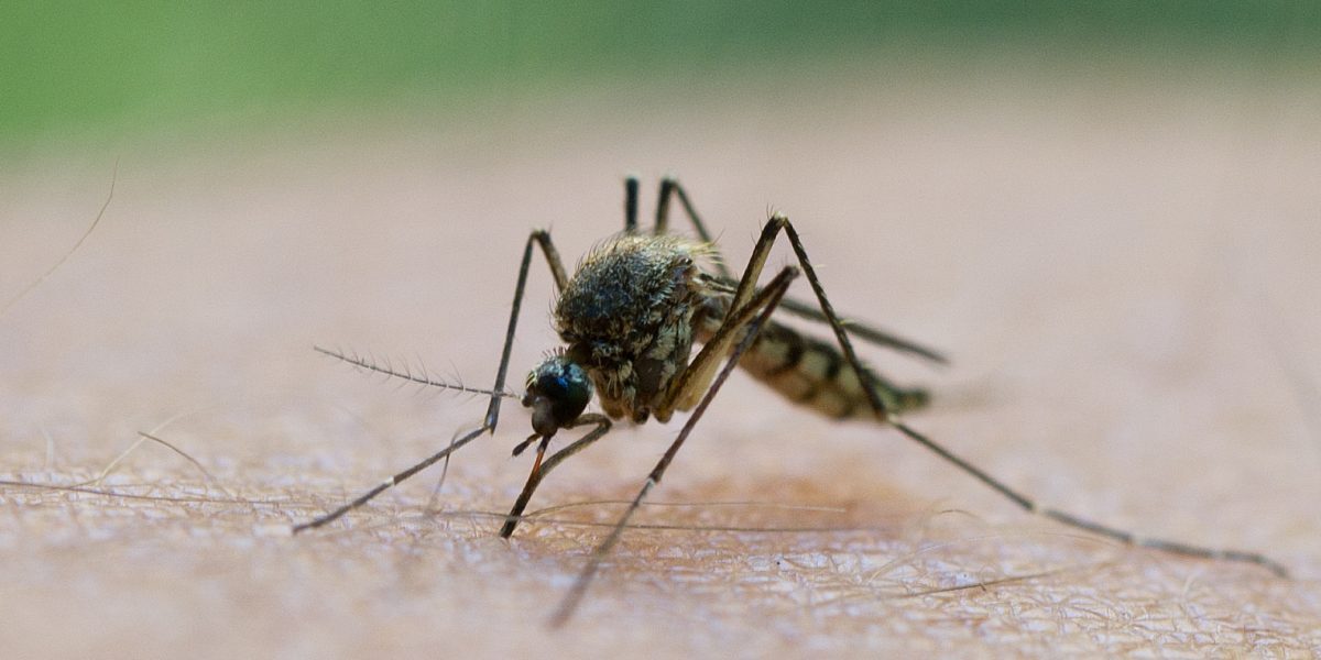 Grecia, sub asalt: West Nile în plină expansiune în Atena