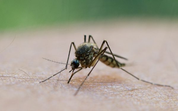 Grecia, sub asalt: West Nile în plină expansiune în Atena