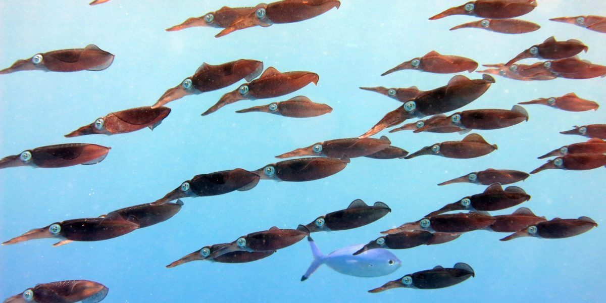 August: Oceanele Pământului, la temperaturi istorice record