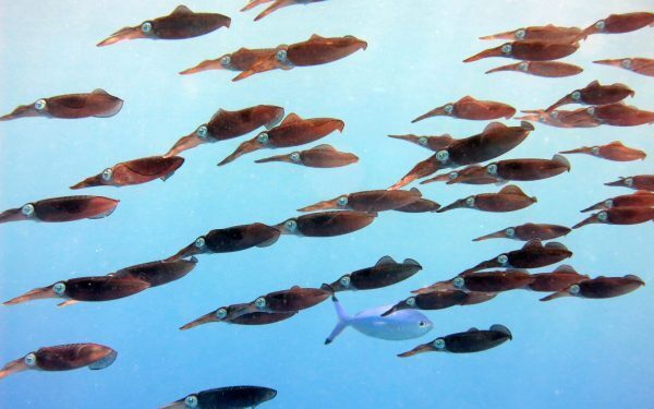 August: Oceanele Pământului, la temperaturi istorice record