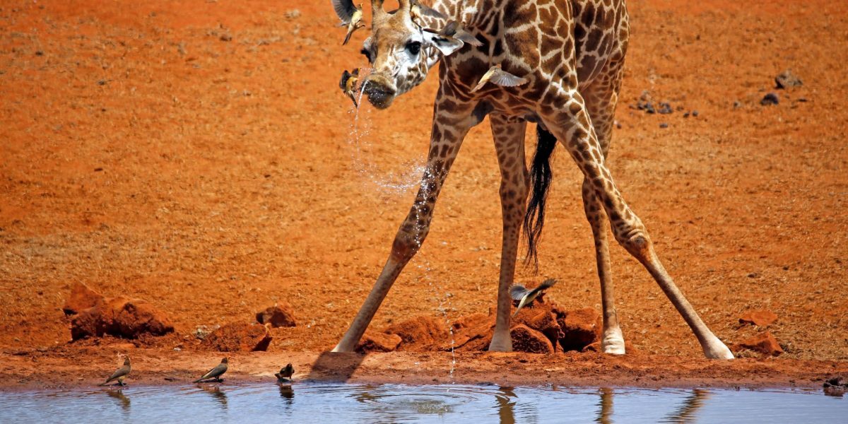 Girafe: Câți metri au puii la naștere?