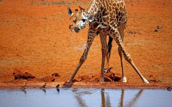 Girafe: Câți metri au puii la naștere?
