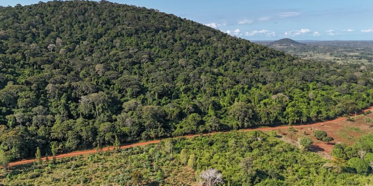 ASFOR: Fond forestier crește, recoltă sub spor. Piața se reface